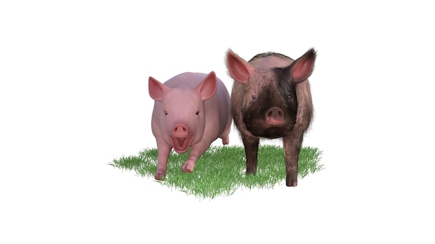 3D-Rendering von Schwein auf weißem Hintergrund