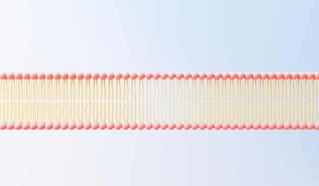 Foto 3d-rendering zellmembran phospholipid-doppelschicht schichten von molekülen nukleotiddatenbank zur genexpression flüssigkeitsmosaikmodell für die bildung menschliches gen plasmamembranstrukturen