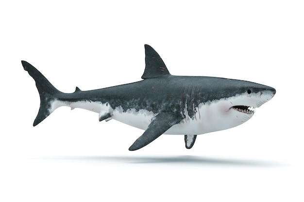 3d renderização de um grande tubarão branco