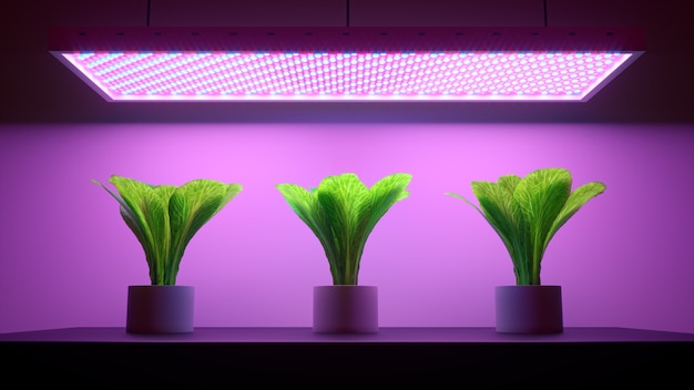 3d rendern drei grüne pflanzen in töpfen unter lila led-licht