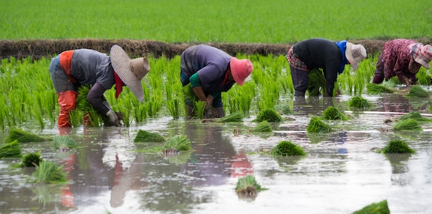4 agricultores estão plantando arroz, transplantando mudas de arroz