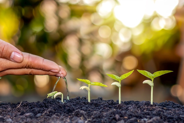 4 estágios de crescimento da árvore na natureza e bela luz da manhã, conceito de crescimento da planta e estabilidade natural.