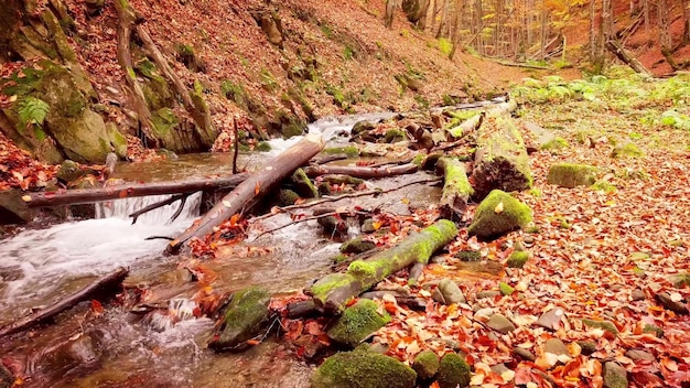 4K-Aufnahmen eines wunderschönen Bergbachs im Nationalpark Shypit Karpat Helle Herbstfarben der Blätter, die von Bäumen fallen Vorbereitung des Waldes für die Winterzeit Karpaten Ukraine