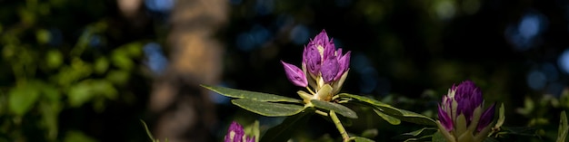 4x1-Banner für soziale Netzwerke und Websites Lila Blume auf dem Hintergrund der Waldlandschaft