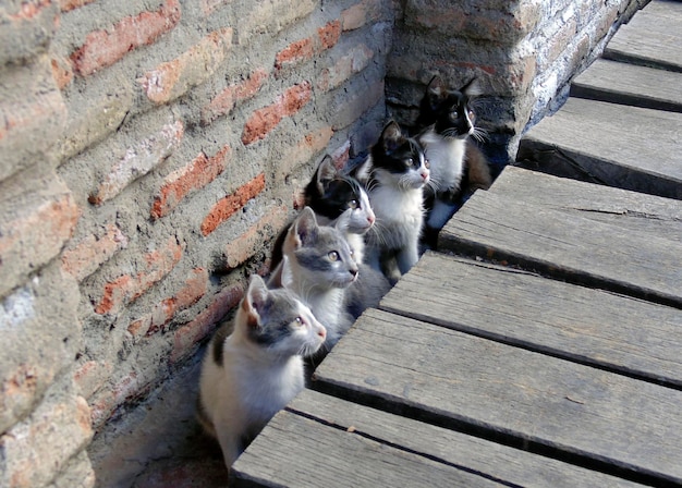 5 gatinhos engraçados sentados ao lado de uma parede de tijolos e olhando para a direita. Gatinhos cinzentos, brancos e pretos