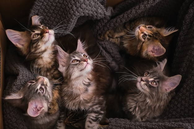 6 bunte Maine Coon Kätzchen im Karton mit grauem Plaid