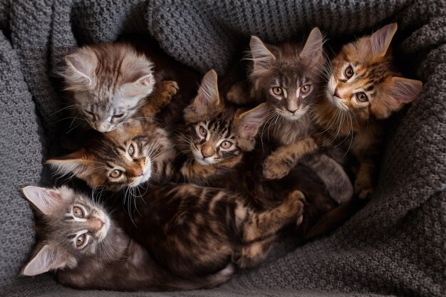 6 gatitos Maine Coon multicolores en una caja con una mirada a cuadros gris a la cámara, vista superior