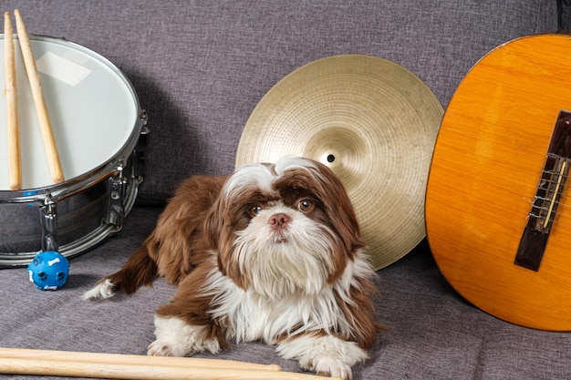 6 Monate alter Shih Tzu-Welpe mit Blick auf die Kamera, umgeben von Snare-Becken, Drumsticks und Gitarre