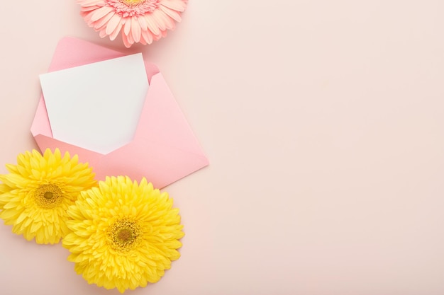 8. März Internationaler Frauentag Zwei Gerbera rosa und gelb rosa Umschlag auf rosa Hintergrund Platz kopieren Mock-up Blumenkonzept Designmuster 8. März Feiertag