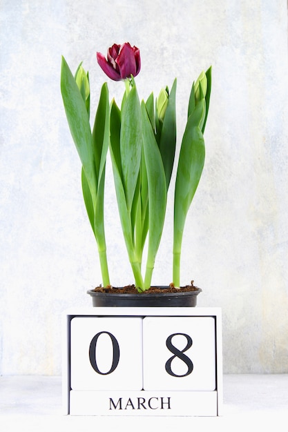 8 de marzo, Día Internacional de la Mujer. Calendario perpetuo de madera y tulipanes.