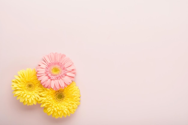 8 de marzo Día Internacional de la Mujer Dos gerberas rosa y amarillo sobre rosa sobre fondo rosa Espacio de copia Mock up Concepto de flor Patrón de diseño Vacaciones del 8 de marzo