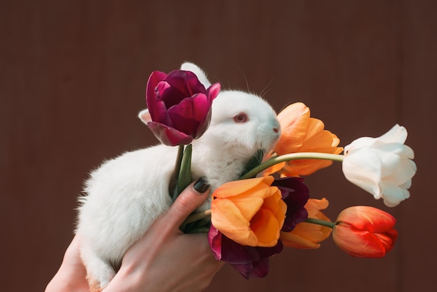 8 de marzo día de la mujer Lindo conejito Copiar espacio