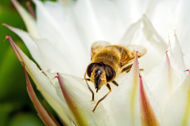 A abelha coleta pólen sentada em uma flor.