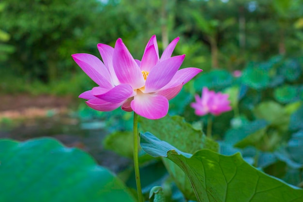 A abelha do inseto da flor de lótus de pólen rosa bonita voa com pólen no lago