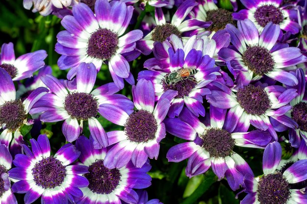 A abelha do mel está sugando o néctar das flores azuis