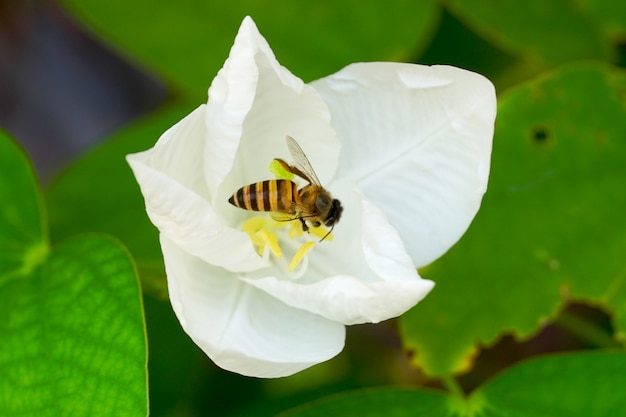 A abelha está na flor branca