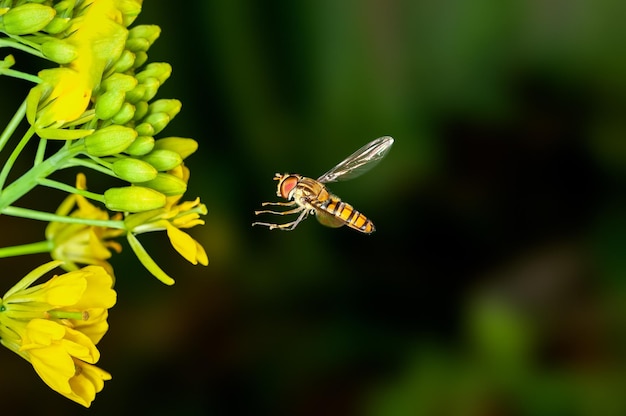 A abelha está pairando em flores de mostarda