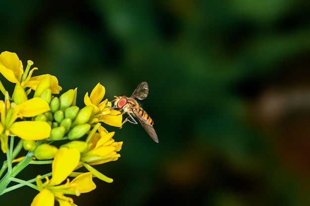A abelha está sugando o néctar das flores da mostarda