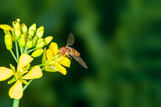 A abelha está sugando o néctar das flores da mostarda