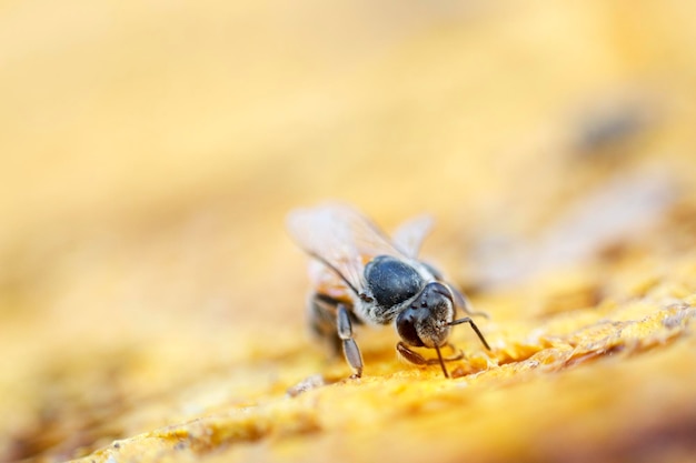 A abelha operária está explorando para reparar o favo de mel