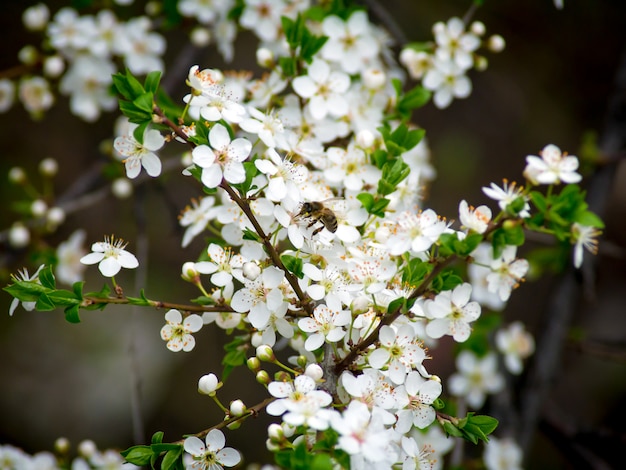 A abelha poliniza flores na primavera. Um vôo da abelha em torno da flor da amêndoa.