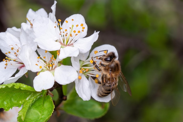 A abelha recolhe o pólen nas flores de uma árvore