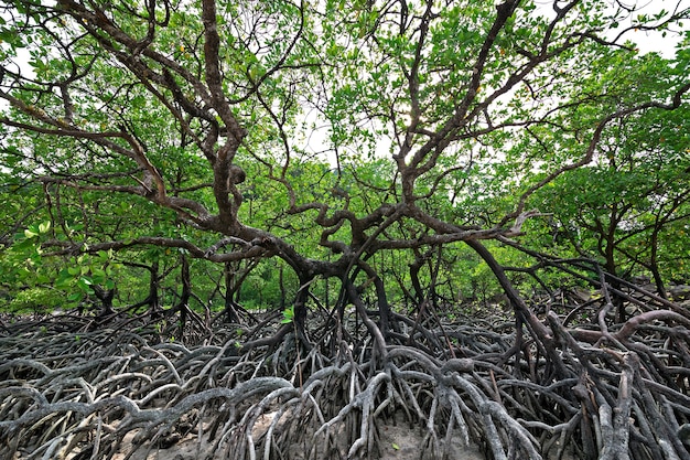 A abundância de belas praias