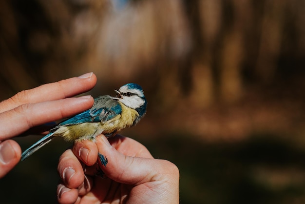 Foto a acariciar um pássaro azul