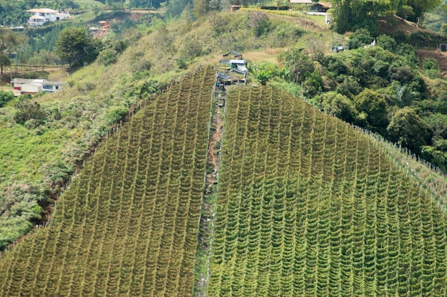 a agricultura em Antioquia, Colômbia