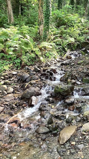 A água da cachoeira da floresta flui sobre as pedras em uma fotografia móvel de um riacho selvagem