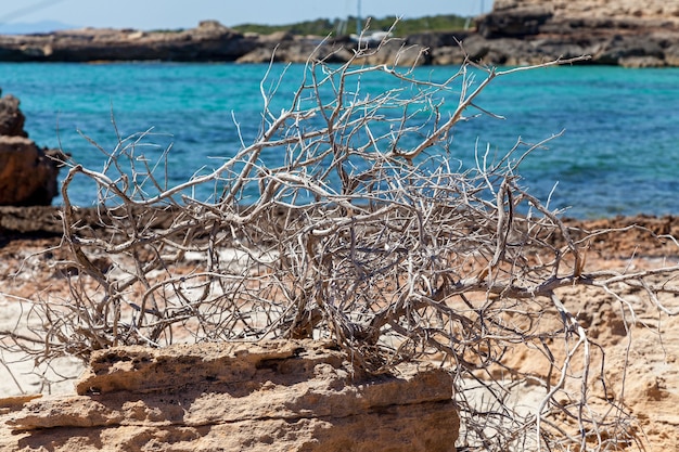 Foto a água lava praias rochosas com vegetação e troncos, troncos em uma praia rochosa