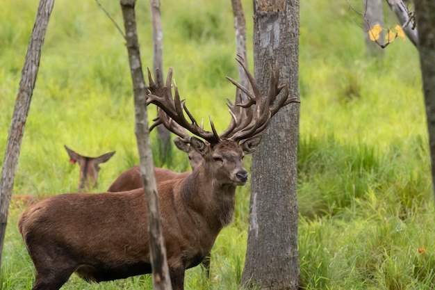 A águia careca Haliaeetus leucocephalus em voo