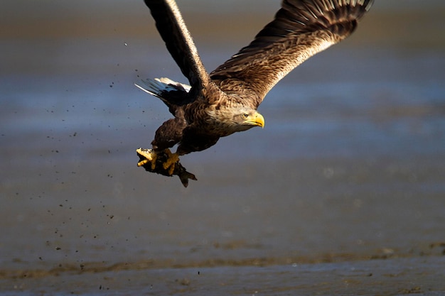 Foto a águia-de-cauda-branca em vôo com um peixe capturado crna mlaka piscinas