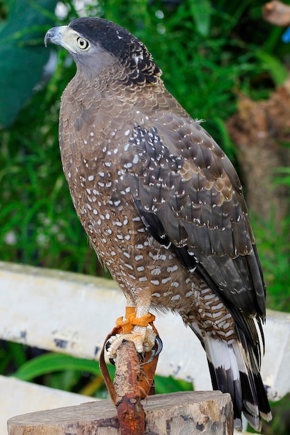 A águia de pé na madeira pau no jardim na Tailândia