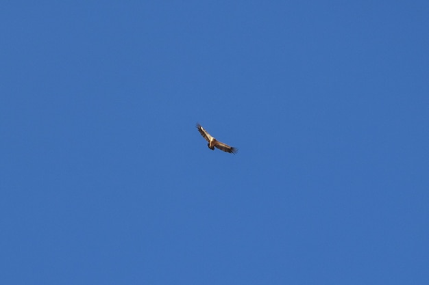 A águia no céu nas montanhas, iêmen