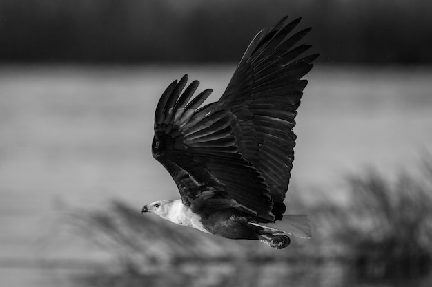 Foto a águia-peixe mono-africana voa levantando as asas