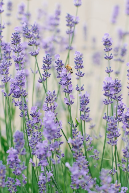 A alfazema lilás delicada floresce no jardim no verão. Uma abelha está sentada em uma flor de lavanda