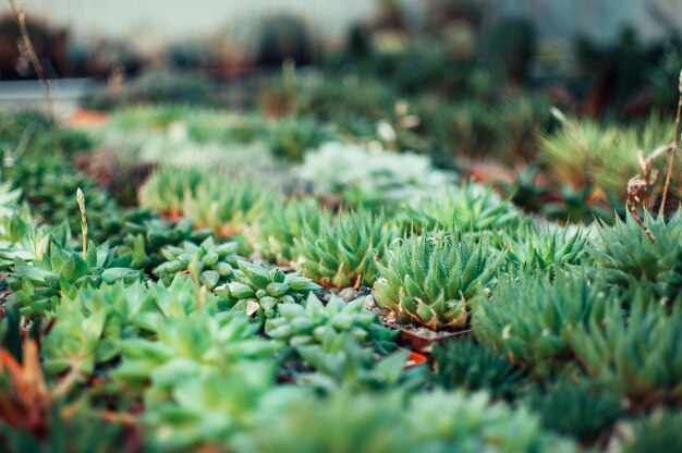 Foto a aloe ostifolia é uma espécie suculenta de plantas herbáceas do gênero aloe da família das asphodelaceae