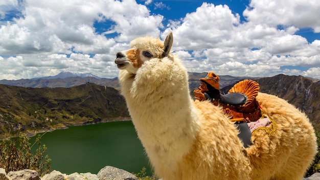 A alpaca (Lama pacos) no Lago Quilotoa, Equador