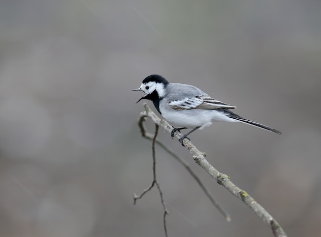 A alvéola-branca (Motacilla alba) foi baleada em um galho de árvore em tempo nublado