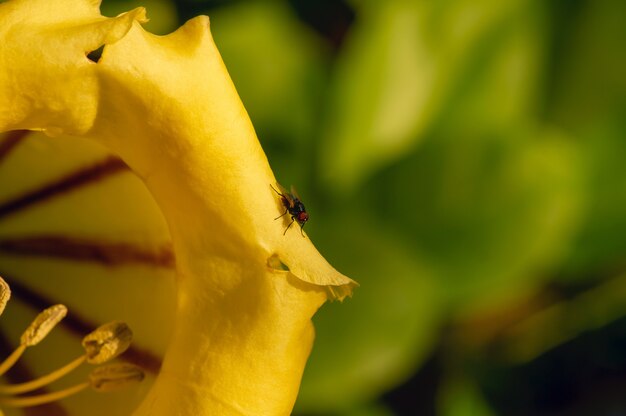 A ametista amarela, uma flor de trombeta com uma mosca selvagem.
