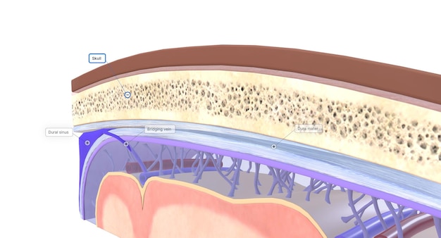 Foto a anatomia das meninges