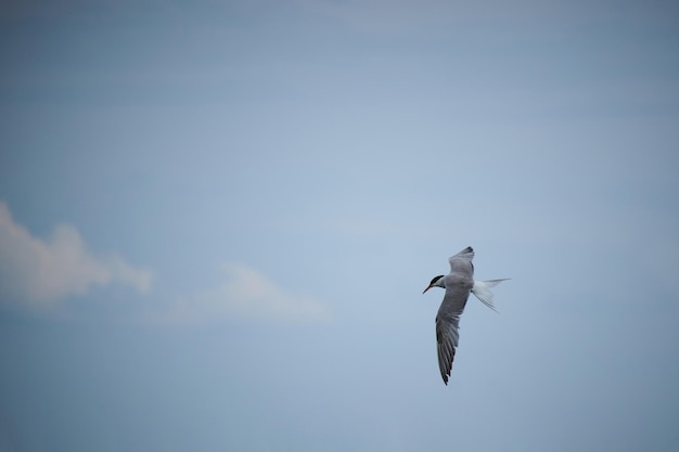 A andorinha-do-mar paira no ar contra o céu