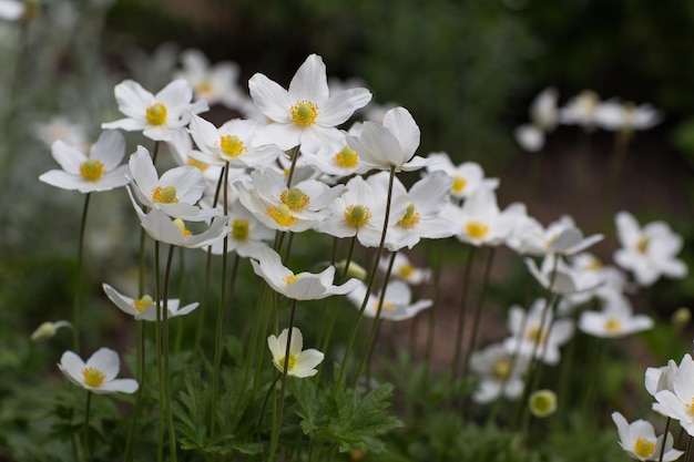 Foto a anémona de madeira floresce no jardim na primavera