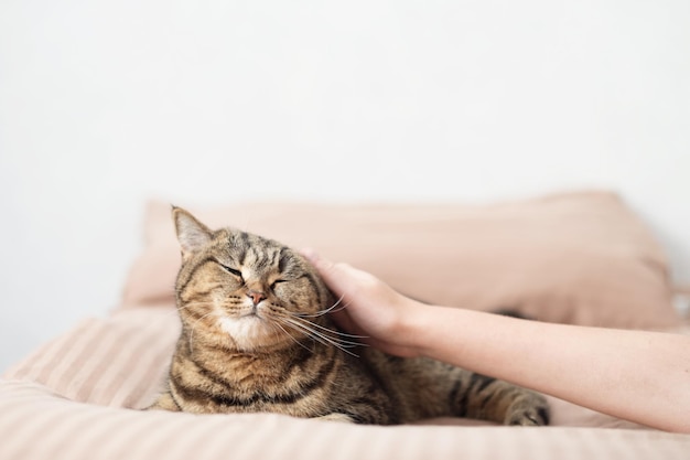 A anfitriã acaricia suavemente seu gato. O gato está deitado na cama. Descanse e relaxe.