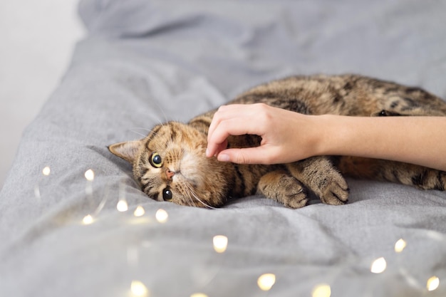 A anfitriã está acariciando seu gato. O gato está deitado na cama com luzes de Natal. Descanse e relaxe.