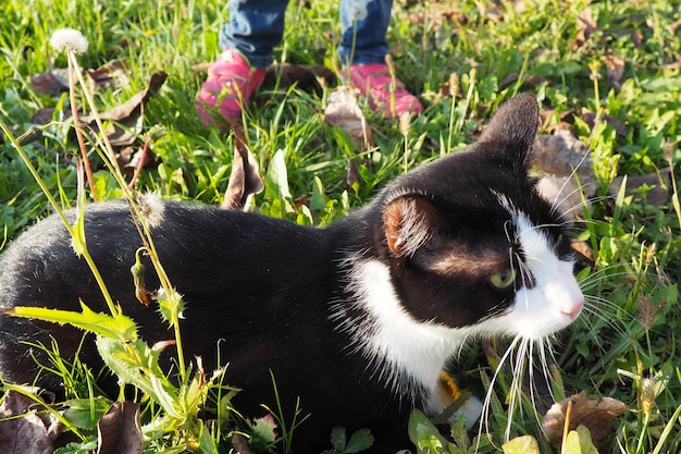 A anfitriã está passeando com um gato preto e branco na grama Pés de criança em tênis O gato olha em volta com medo Ande com seu animal de estimação ao ar livre Boa nutrição para o animal