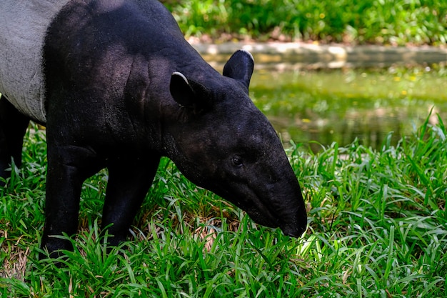 A anta malaia (tapirus indicus)