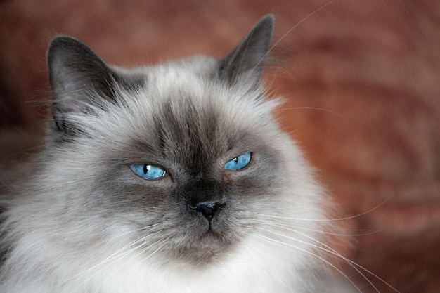 Foto a aparência azul e severa de um gato angorá do himalaia