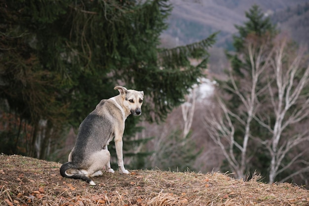 A aparência de um cachorro cinza. Primavera na floresta